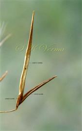  Spikelet with 2 glumes and lowest lemma